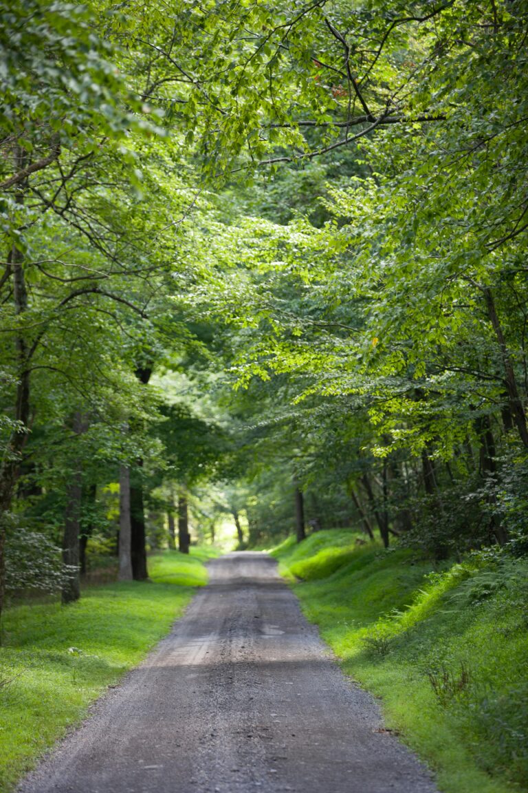 Road in forest Greenary
